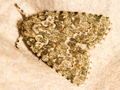 Marbled Green